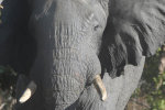 Konrad Lorenz e l’elefante (Zambia e Botswana 2016) thumbnail